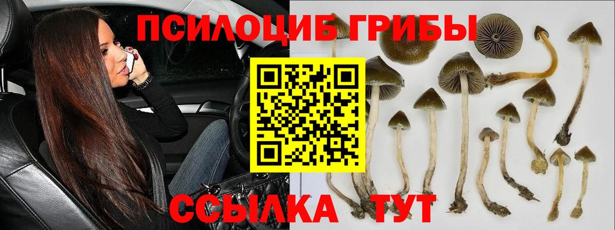 Псилоцибиновые грибы мицелий Владимир